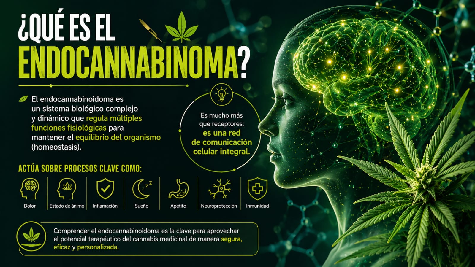 ¿Qué es el Endocannabinoidoma? Red de comunicación celular integral