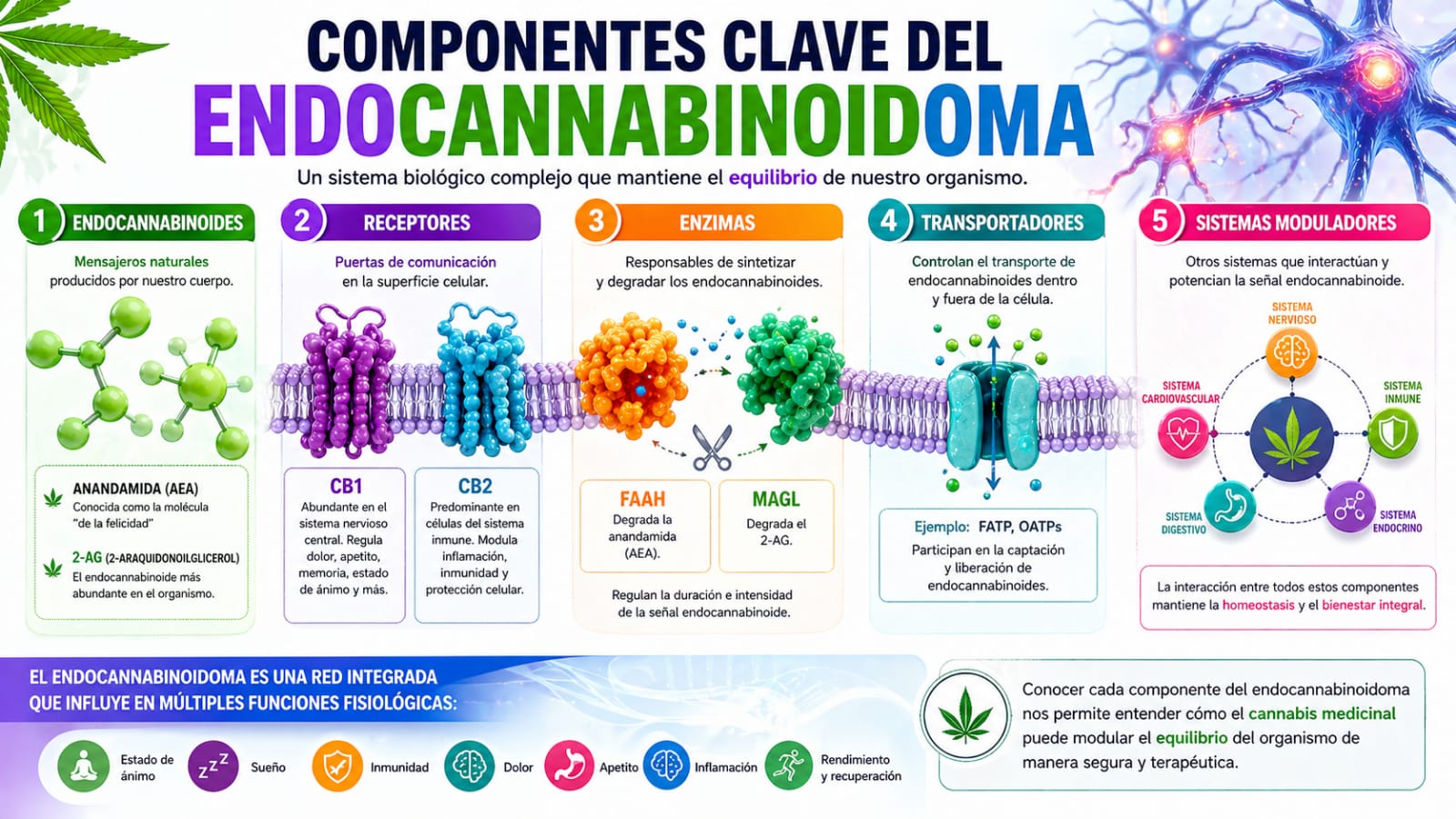 Componentes clave del Endocannabinoidoma